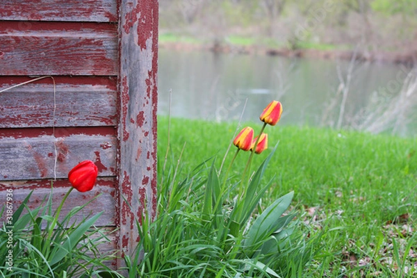 Fototapeta Rustic Barn with Tulips