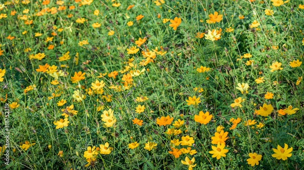 Obraz Cosmos flowers on field with green leaves background, Close-up flower
