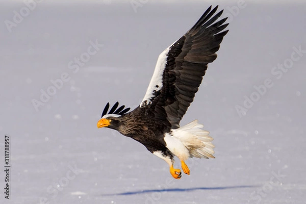 Fototapeta オオワシ