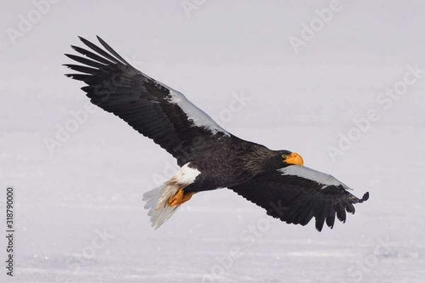 Fototapeta オオワシ