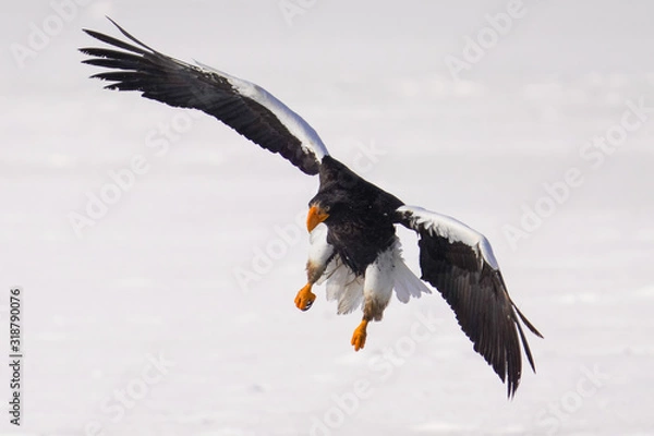 Fototapeta オオワシ