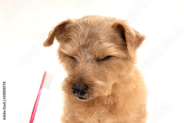 Obraz 歯磨きをするノーフォークテリア犬