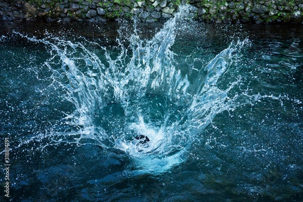 Obraz dolphin in the water