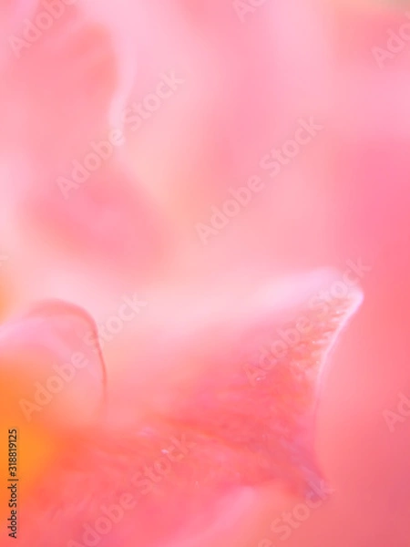 Obraz Blurred close-up flowers for the background. blurred image