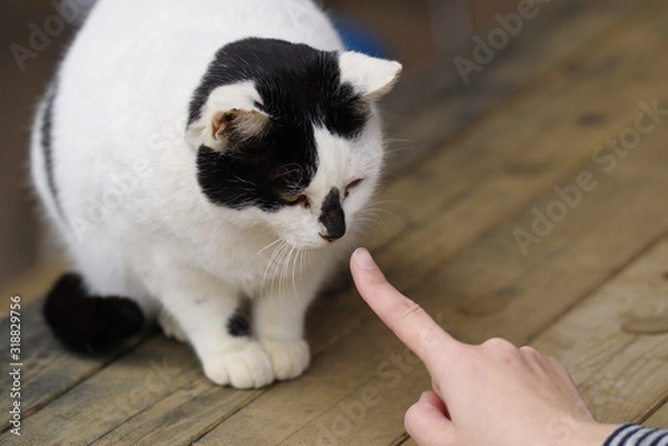 Fototapeta 人と猫