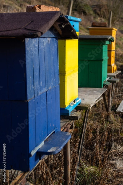 Obraz Sunny winter, wintering bees on an apiary, Small apiary