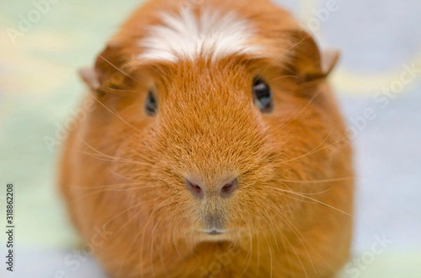 Fototapeta Portrait of a cute guinea pig against a bright background (selective focus on the guinea pig nose)