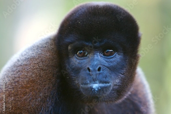 Obraz black monkey