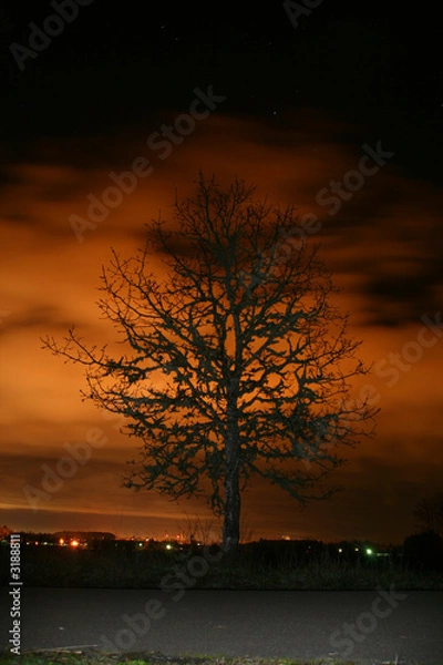 Fototapeta Glowing Tree