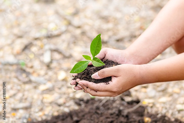 Fototapeta hand holding little tree in soil. agriculture and save the world concept