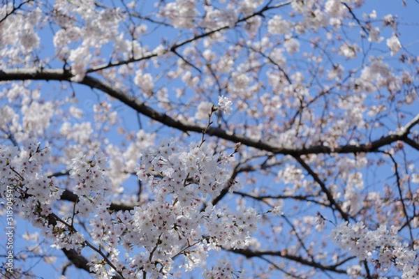 Fototapeta 桜の花