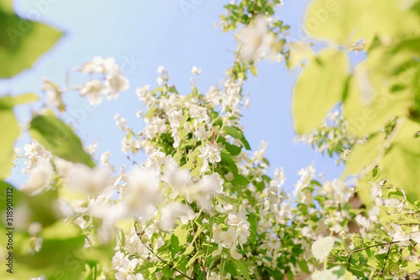 Fototapeta Apple tree flowers in spring with yellow butterfly
