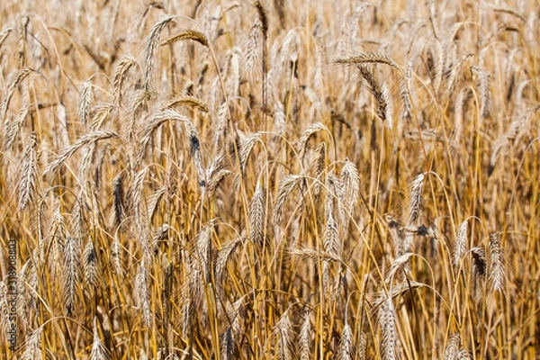 Obraz Ukraine. Wheat field. Wheat Spikelets Background