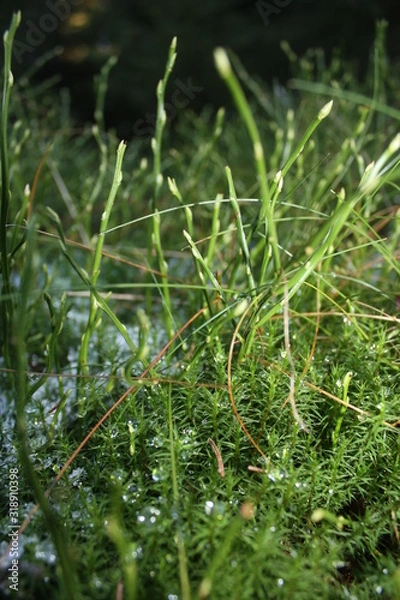 Fototapeta Waldboden