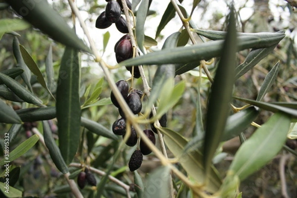 Fototapeta Olive