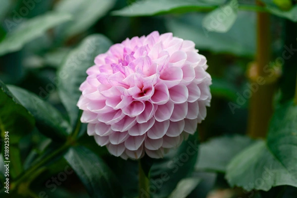 Fototapeta ダリア