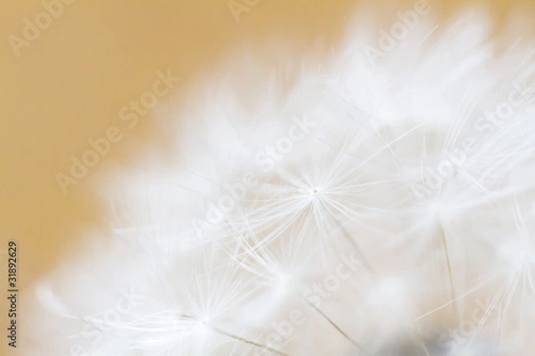 Obraz たんぽぽの綿毛