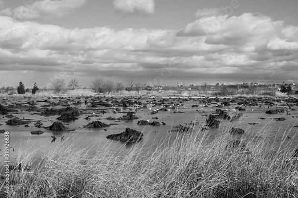 Fototapeta A low tide wetland marshland with a cloudy sky background