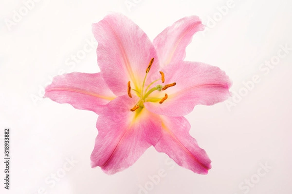 Fototapeta ゆりの花