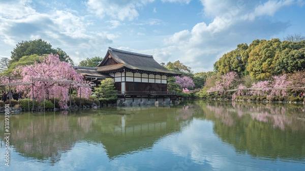 Fototapeta 京都府 平安神宮 桜
