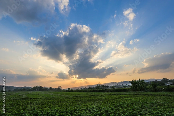 Obraz Sunset over rice fields