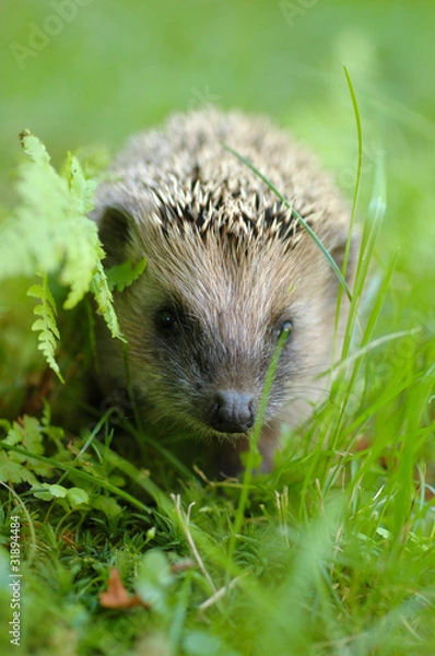 Obraz Igel