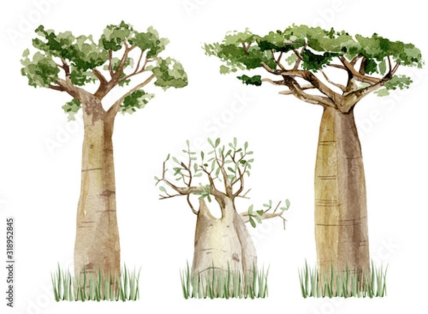 Fototapeta Watercolor Baobab tree set isolated on white background. Hand drawn illustration of nature Africa, southern trees in the savannah.