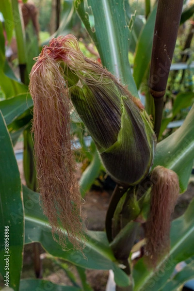 Obraz Corn in the Farm