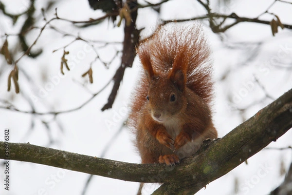 Fototapeta cute little red squirrel sitting on a branch in winter with snow in its fur, sciurus vulgaris