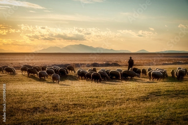Obraz sheep and shepherd at sunset