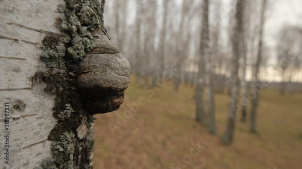 Obraz tree in the forest