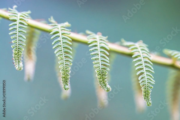 Obraz Green Fern 4