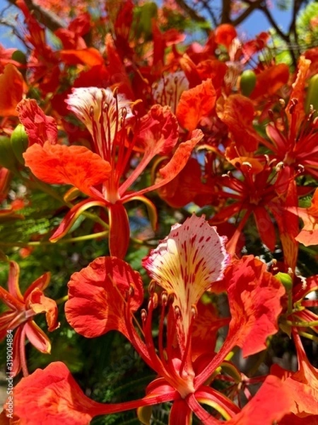 Obraz Fleurs de flamboyant rouge