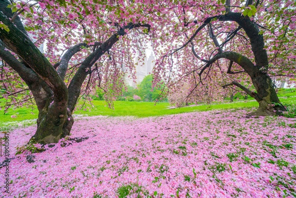 Fototapeta Central Park West buildings can be seen through the Cherry trees behind myriad of fallen Cherry petals on the lawn in Central Park New York City NY USA on May 04 2019.