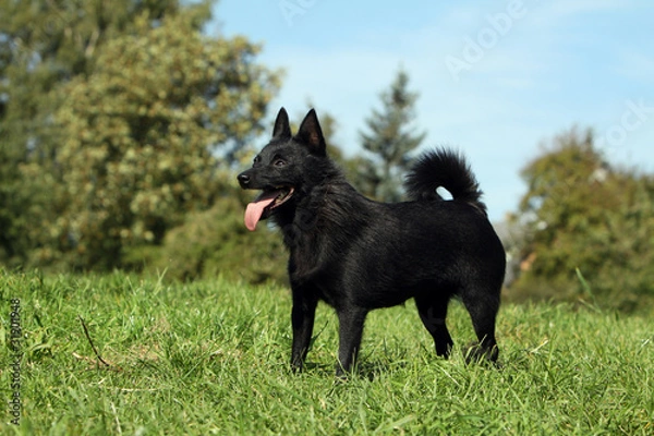 Obraz schipperke immobile