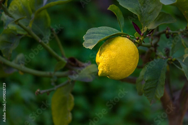 Obraz Yellow lemon on tree