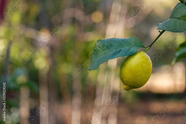 Obraz Yellow lemon with a leaf on the tree