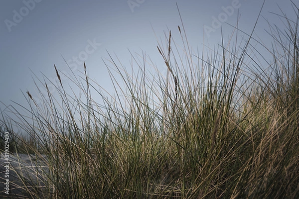 Obraz Dünengras