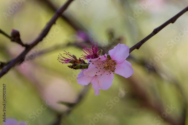 Obraz Blooming nectarine flowers