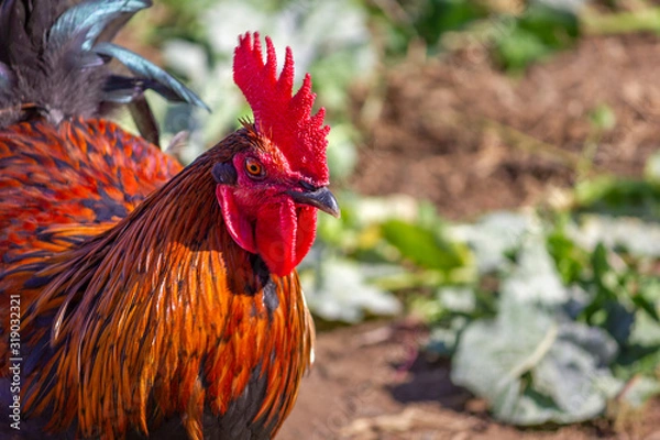 Obraz Free range rooster