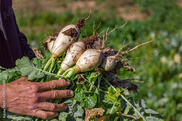 Obraz Picking organic turnips