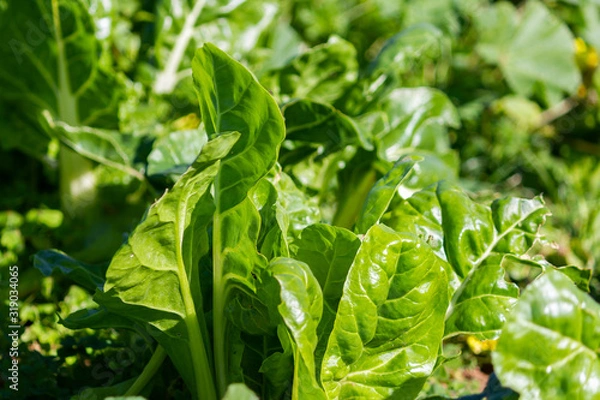 Obraz Nice chard leaves