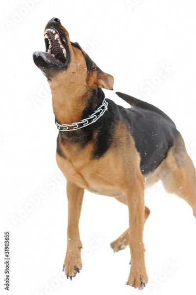 Fototapeta set of images with angry dog with bared teeth