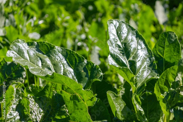 Obraz Organic chard leaves
