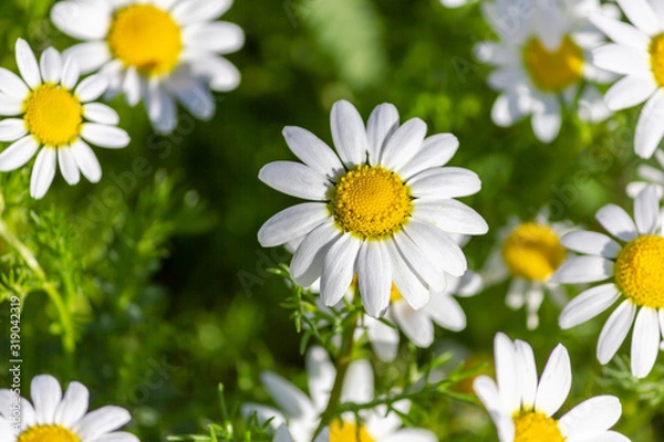 Obraz Daisies up close