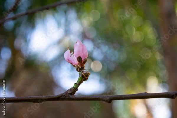 Obraz Organic blooming nectarine