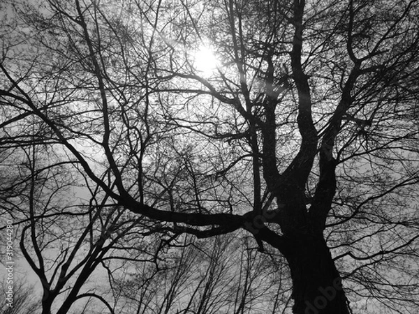 Fototapeta Trees and Winter Light #2