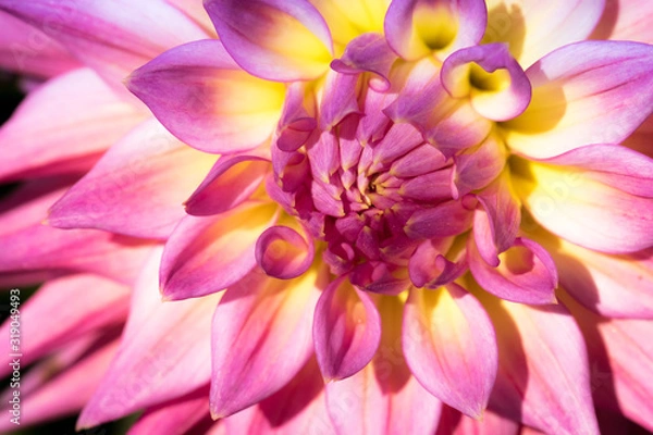 Obraz Close up pink and yellow dahlia