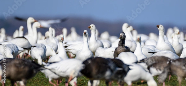 Obraz migratory snow geese
