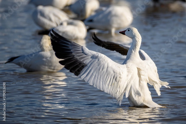 Obraz snow goose wings spread